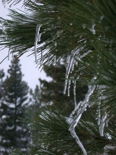 38_icicles